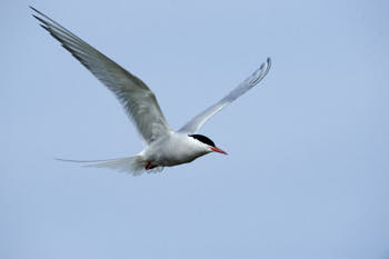 Oiseaux de mer<br>NIKON D4, 500 mm, 560 ISO,  1/2500 sec,  f : 8 